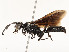  ( - CBG-A53627-D09)  @11 [ ] CreativeCommons - Attribution Share - Alike (2024) CBG Photography Group Centre for Biodiversity Genomics