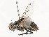  ( - CBG-A53628-F03)  @11 [ ] CreativeCommons - Attribution Share - Alike (2024) CBG Photography Group Centre for Biodiversity Genomics