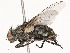  ( - CBG-A53628-G12)  @11 [ ] CreativeCommons - Attribution Share - Alike (2024) CBG Photography Group Centre for Biodiversity Genomics