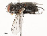  ( - CBG-A53628-H08)  @11 [ ] CreativeCommons - Attribution Share - Alike (2024) CBG Photography Group Centre for Biodiversity Genomics