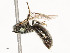  ( - CBG-A53663-E04)  @11 [ ] CreativeCommons - Attribution Share - Alike (2024) CBG Photography Group Centre for Biodiversity Genomics