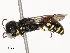  ( - CBG-A53664-C01)  @11 [ ] CreativeCommons - Attribution Share - Alike (2024) CBG Photography Group Centre for Biodiversity Genomics