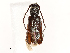  ( - CBG-A54397-A04)  @11 [ ] CreativeCommons - Attribution Share - Alike (2024) CBG Photography Group Centre for Biodiversity Genomics