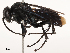  ( - CBG-B01171-E09)  @11 [ ] CreativeCommons - Attribution Share - Alike (2025) CBG Photography Group Centre for Biodiversity Genomics