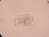  ( - IZCON049)  @13 [ ] No Rights Reserved  Unspecified Unspecified