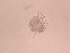  ( - IZCON090)  @12 [ ] No Rights Reserved  Unspecified Unspecified