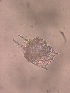  ( - IZCON091)  @13 [ ] No Rights Reserved  Unspecified Unspecified