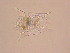  ( - IZCON094)  @12 [ ] No Rights Reserved  Unspecified Unspecified