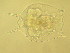  ( - IZCON003)  @13 [ ] No Rights Reserved  Unspecified Unspecified