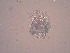  (Brachionus rubens - IZCON004)  @13 [ ] No Rights Reserved  Unspecified Unspecified