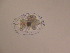  (Brachionus plicatilis - IZCON038)  @14 [ ] No Rights Reserved  Unspecified Unspecified