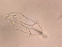  ( - IZCON039)  @12 [ ] No Rights Reserved  Unspecified Unspecified