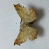  (Ennomos nephotropa - TOC11075)  @11 [ ] CreativeCommons - Attribution Non-Commercial Share-Alike (2014) Unspecified ChibaUniversity