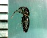  ( - CJWBP_Pscze-1_W0012)  @12 [ ] Copyright (2013) Unspecified Specimen depository of the Graduate School of Natural Sciences, Nagoya City University