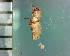  ( - CJWBP_Trset-1_W0106)  @12 [ ] Copyright (2013) Unspecified Specimen depository of the Graduate School of Natural Sciences, Nagoya City University