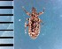  (Dorytomus maculipennis - CJWBP_Domac-3_W0145)  @14 [ ] Copyright (2013) Unspecified Specimen depository of the Graduate School of Natural Sciences, Nagoya City University