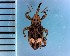  (Acicnemis kiotoensis - CJWBP_Ackio-1_W0182)  @13 [ ] Copyright (2013) Unspecified Specimen depository of the Graduate School of Natural Sciences, Nagoya City University