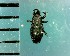 (Baris sp. 3 - CJWBP_Basp3-2_W0192)  @14 [ ] Copyright (2013) Unspecified Specimen depository of the Graduate School of Natural Sciences, Nagoya City University