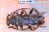  ( - BC-JT-EUR-001)  @11 [ ] Copyright (2020) Julien Touroult Museum national d'Histoire naturelle
