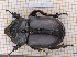  (Oryctes nasicornis - JT-EUR-115)  @11 [ ] CC-By (2021) Julien Touroult Muséum national d'histoire naturelle, Paris