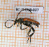  ( - BC-JT-EUR-037)  @11 [ ] Copyright (2020) Julien Touroult Museum national d'Histoire naturelle