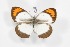  ( - BC-TB3561)  @11 [ ] Copyright (2009) Unspecified Unspecified