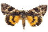  ( - BIOUG02040-A07)  @14 [ ] CreativeCommons - Attribution (2012) CBG Photography Group Centre for Biodiversity Genomics