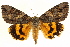  (Catocala neogama - BIOUG02040-A08)  @15 [ ] CreativeCommons - Attribution (2012) CBG Photography Group Centre for Biodiversity Genomics