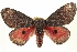 (Syssphinx hubbardi - BIOUG02040-A12)  @15 [ ] CreativeCommons - Attribution (2012) CBG Photography Group Centre for Biodiversity Genomics