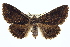  (Zale insuda - BIOUG02040-B12)  @15 [ ] CreativeCommons - Attribution (2012) CBG Photography Group Centre for Biodiversity Genomics
