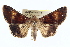  ( - BIOUG02040-C12)  @13 [ ] CreativeCommons - Attribution (2012) CBG Photography Group Centre for Biodiversity Genomics