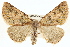  ( - BIOUG02040-D07)  @13 [ ] CreativeCommons - Attribution (2012) CBG Photography Group Centre for Biodiversity Genomics