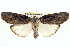  (Iscadia aperta - BIOUG02040-D08)  @15 [ ] CreativeCommons - Attribution (2012) CBG Photography Group Centre for Biodiversity Genomics
