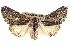  (Oligocentria cerriben - BIOUG02040-E08)  @14 [ ] CreativeCommons - Attribution (2012) CBG Photography Group Centre for Biodiversity Genomics