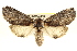  (Oligocentria coloradensis - BIOUG02040-E11)  @13 [ ] CreativeCommons - Attribution (2012) CBG Photography Group Centre for Biodiversity Genomics