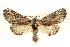  ( - BIOUG02040-F04)  @13 [ ] CreativeCommons - Attribution (2012) CBG Photography Group Centre for Biodiversity Genomics