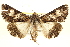  ( - BIOUG02040-F07)  @15 [ ] CreativeCommons - Attribution (2012) CBG Photography Group Centre for Biodiversity Genomics