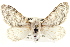  (Apotolype brevicrista - BIOUG02040-G02)  @15 [ ] CreativeCommons - Attribution (2012) CBG Photography Group Centre for Biodiversity Genomics