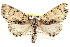  ( - BIOUG02040-G03)  @14 [ ] CreativeCommons - Attribution (2012) CBG Photography Group Centre for Biodiversity Genomics