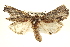  ( - BIOUG02040-H02)  @13 [ ] CreativeCommons - Attribution (2012) CBG Photography Group Centre for Biodiversity Genomics