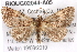  ( - BIOUG02044-A05)  @13 [ ] CreativeCommons - Attribution (2012) CBG Photography Group Centre for Biodiversity Genomics