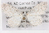  ( - BIOUG02044-B03)  @14 [ ] CreativeCommons - Attribution (2012) CBG Photography Group Centre for Biodiversity Genomics