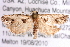  ( - BIOUG02044-E07)  @13 [ ] CreativeCommons - Attribution (2012) CBG Photography Group Centre for Biodiversity Genomics