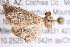  ( - BIOUG02044-E12)  @13 [ ] CreativeCommons - Attribution (2012) CBG Photography Group Centre for Biodiversity Genomics