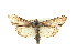  ( - CMAZ-0785)  @14 [ ] CreativeCommons - Attribution (2010) CBG Photography Group Centre for Biodiversity Genomics