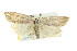  ( - CMAZ-0786)  @14 [ ] CreativeCommons - Attribution (2010) CBG Photography Group Centre for Biodiversity Genomics