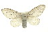  (Artace coloria - CMAZ-0813)  @14 [ ] CreativeCommons - Attribution (2010) CBG Photography Group Centre for Biodiversity Genomics