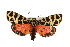 (Grammia incorrupta - CMAZ-0828)  @15 [ ] CreativeCommons - Attribution (2010) CBG Photography Group Centre for Biodiversity Genomics