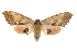  ( - CMAZ-0831)  @12 [ ] CreativeCommons - Attribution (2010) CBG Photography Group Centre for Biodiversity Genomics