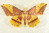  (Ceratocampinae - CMAZ-0847)  @15 [ ] CreativeCommons - Attribution (2010) CBG Photography Group Centre for Biodiversity Genomics